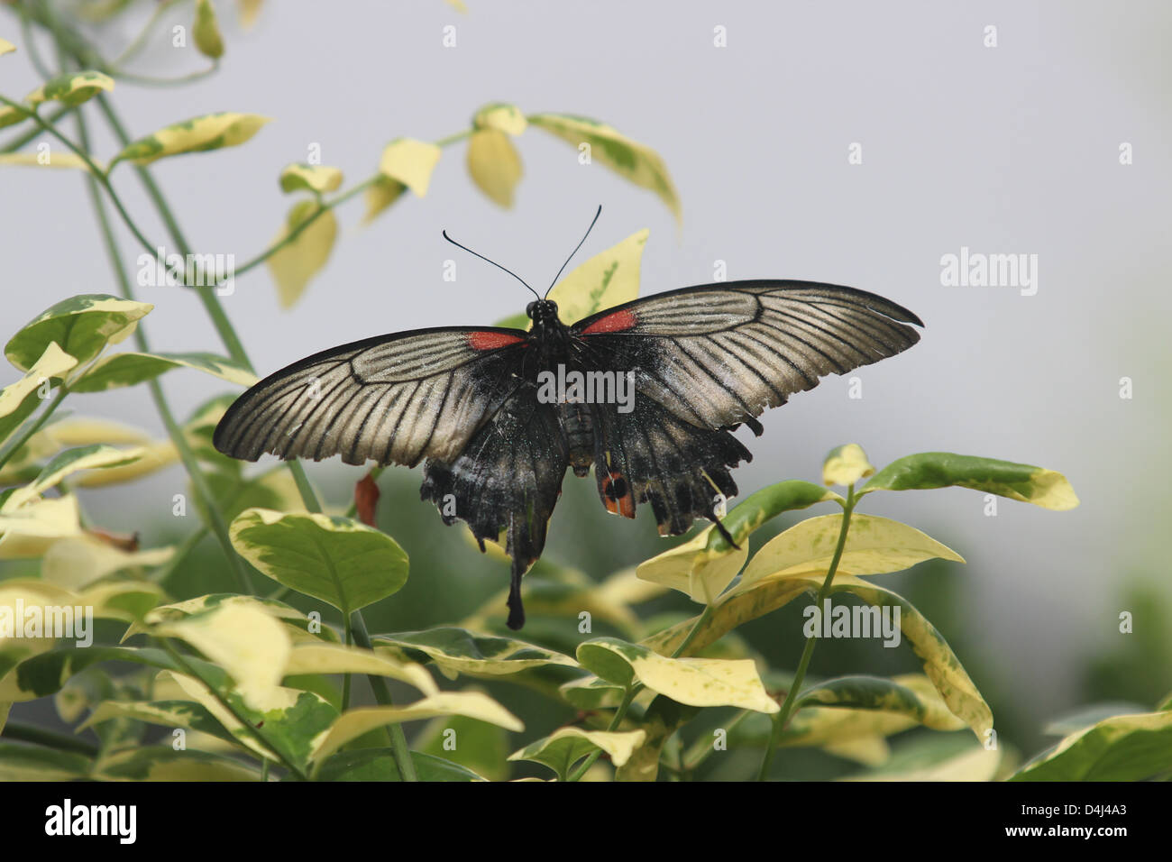 Swallowtail butterfly sur les feuilles Banque D'Images