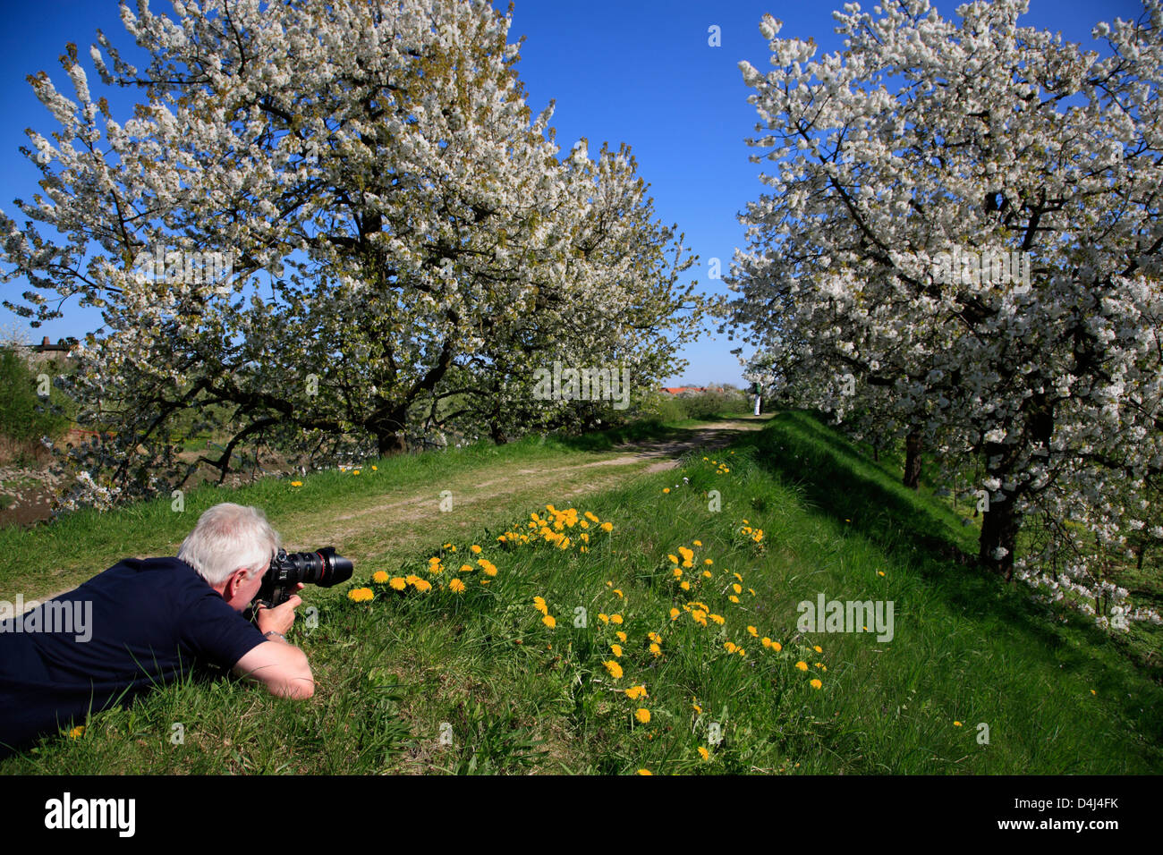 Altes Land, photographe à Luehe dyke, Basse-Saxe, Allemagne Banque D'Images