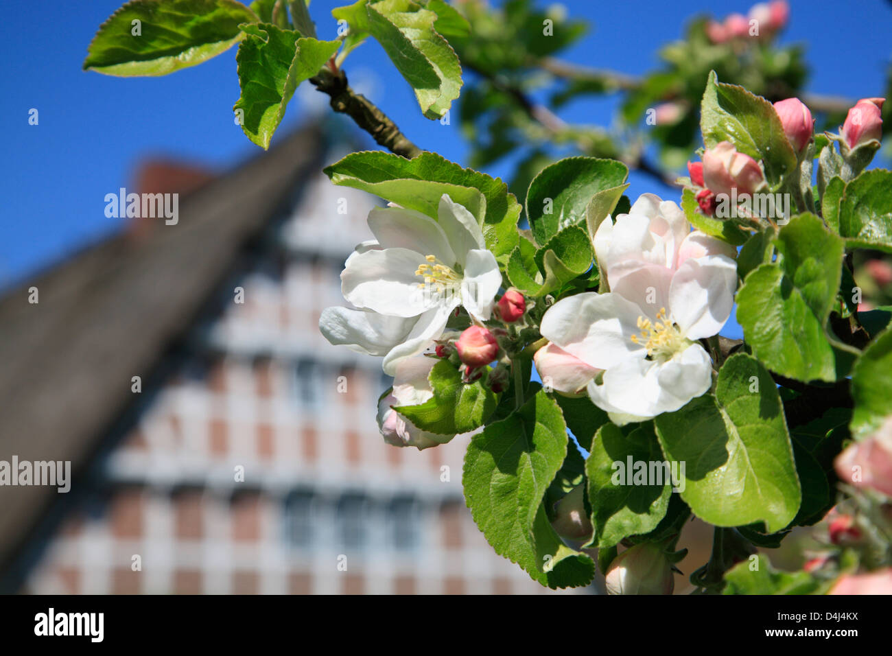 Altes Land, Apple Blossom en face d'une vieille ferme encadrée, Basse-Saxe, Allemagne Banque D'Images