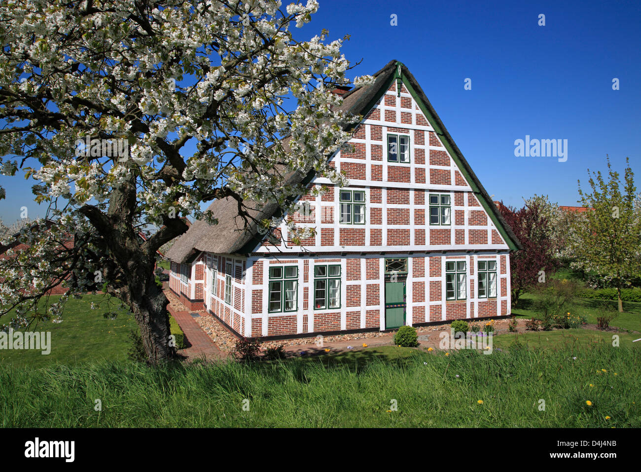 Fleur de cerisier, Altes Land, peu chaumière à Este dyke, Basse-Saxe, Allemagne Banque D'Images