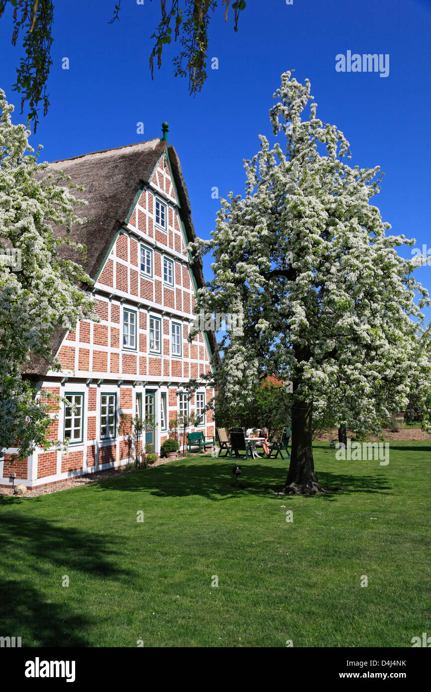Altes Land, pear tree en face d'une ancienne ferme près de la rivière Este, Basse-Saxe, Allemagne Banque D'Images