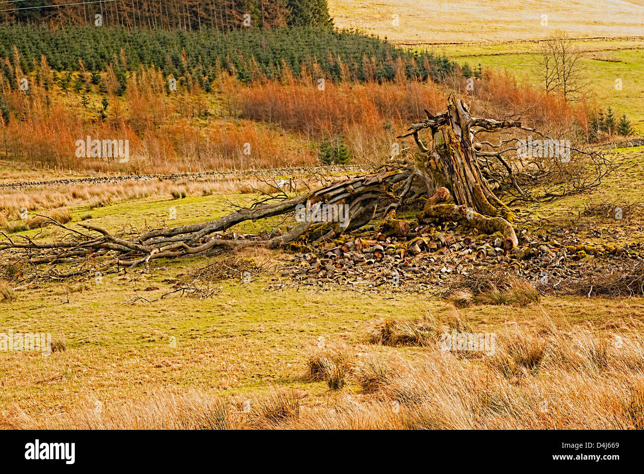 Paysage, arbre, hêtre européen, pulsé sur Banque D'Images