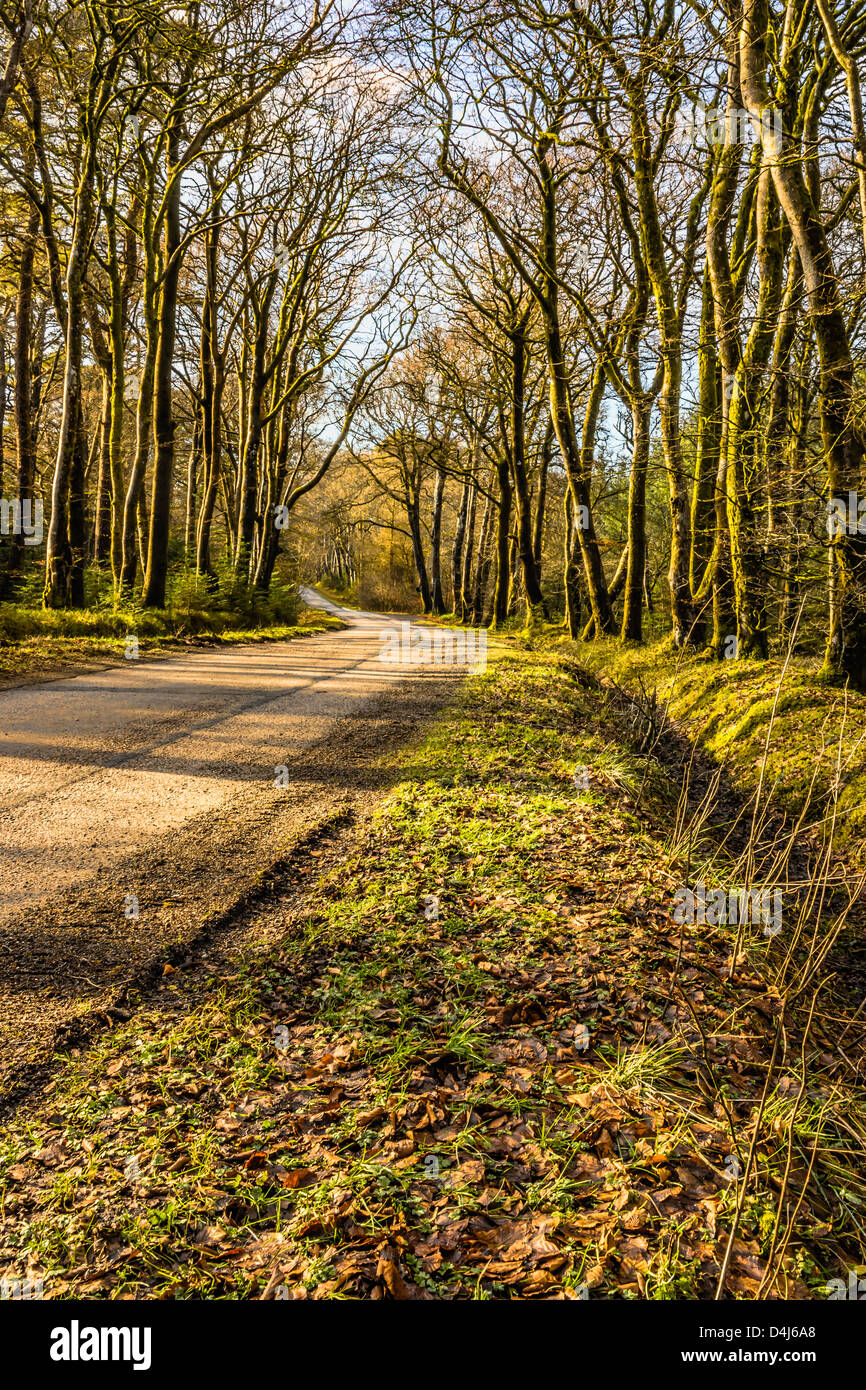 arbres-de-h-tre-winter-banque-de-photographies-et-d-images-haute