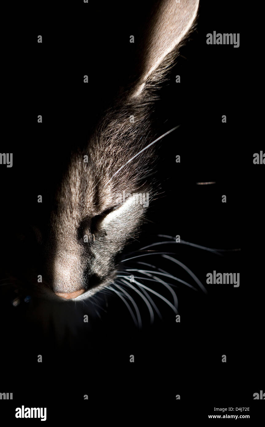 Les moustaches de chats, chat, chaton, noir, animal, le visage, l'arrière-plan, l'ombre, gris, gris, deux, studio, doux, chaleureux, doux, dangereux, ani Banque D'Images