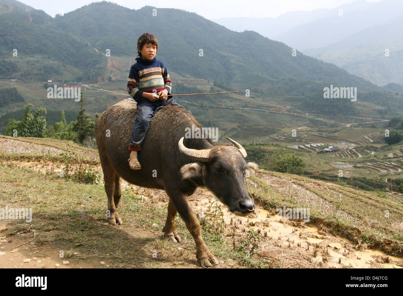 Enfant vietnamien dans un buffle dans SAPA, Vietnam Banque D'Images