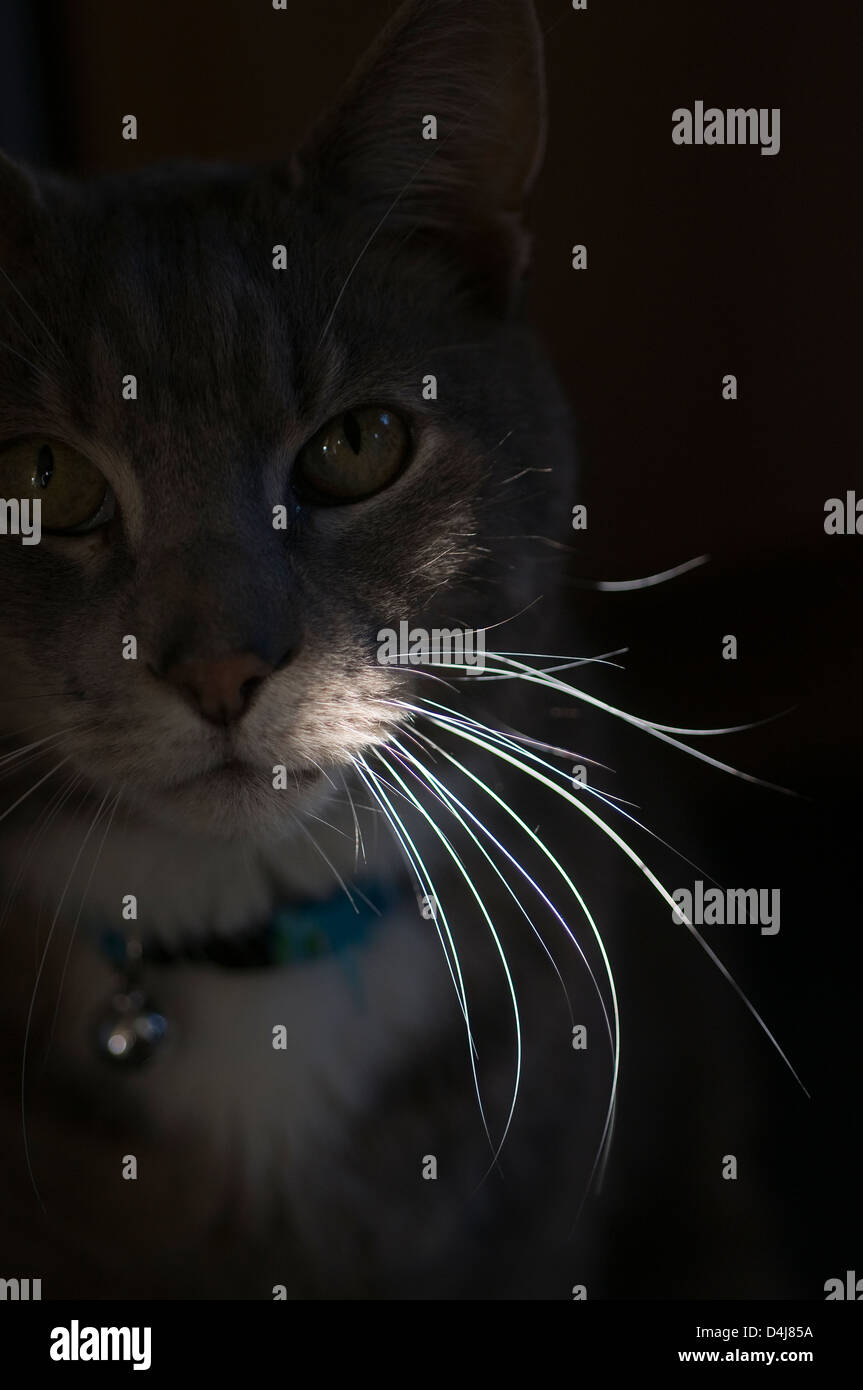 Les moustaches de chats, chat, chaton, noir, animal, le visage, l'arrière-plan, l'ombre, gris, gris, deux, studio, doux, chaleureux, doux, dangereux, ani Banque D'Images