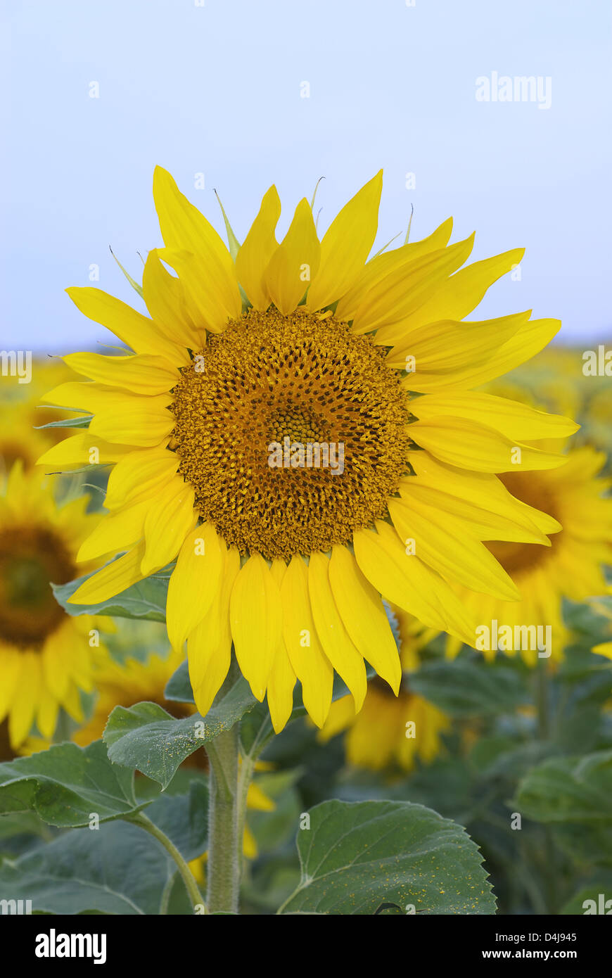 Luckau, Allemagne, sur un champ de tournesols en fleurs Banque D'Images