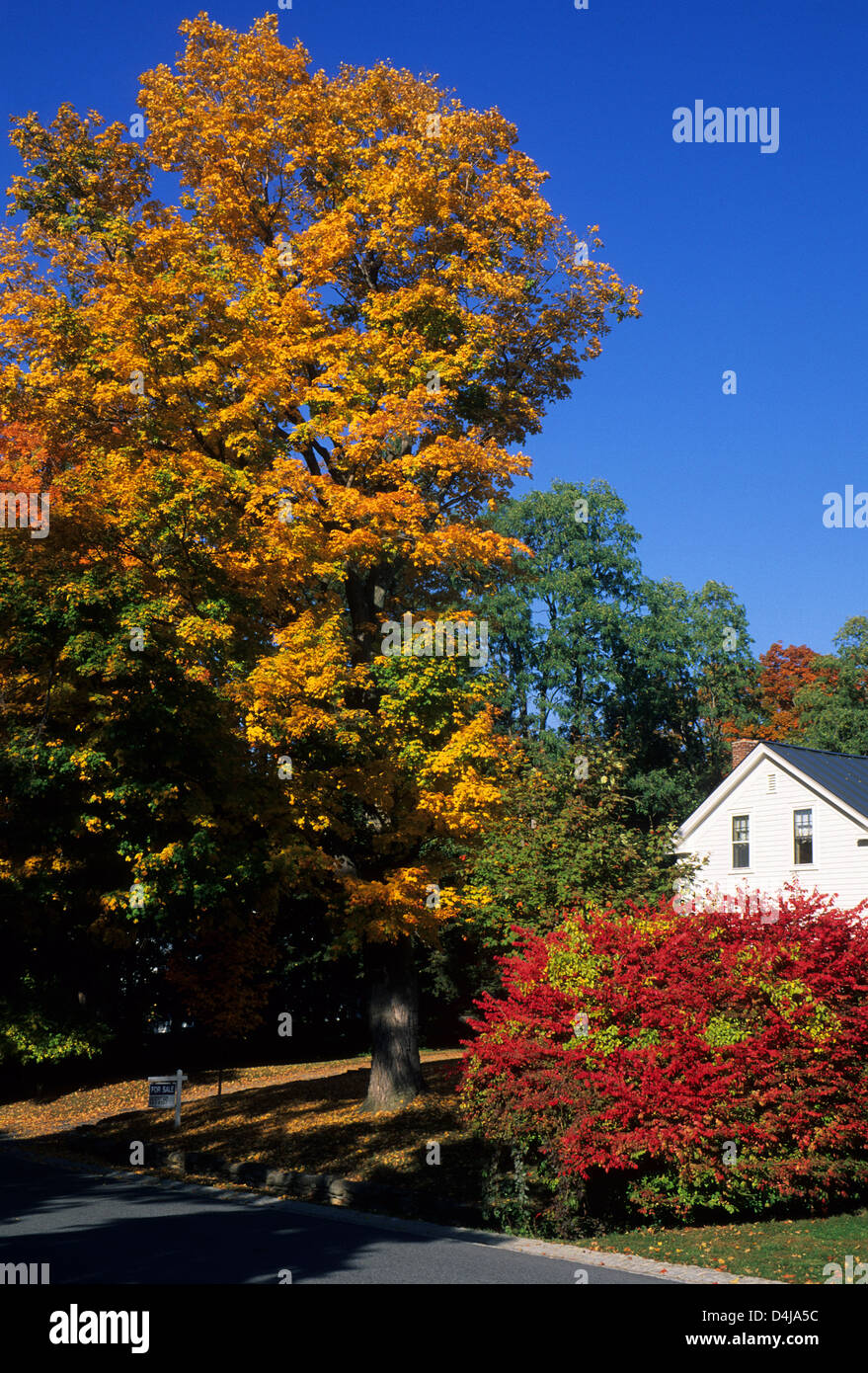 Elk280-1616v Vermont, Bennington, maisons avec feuillage automne Banque D'Images
