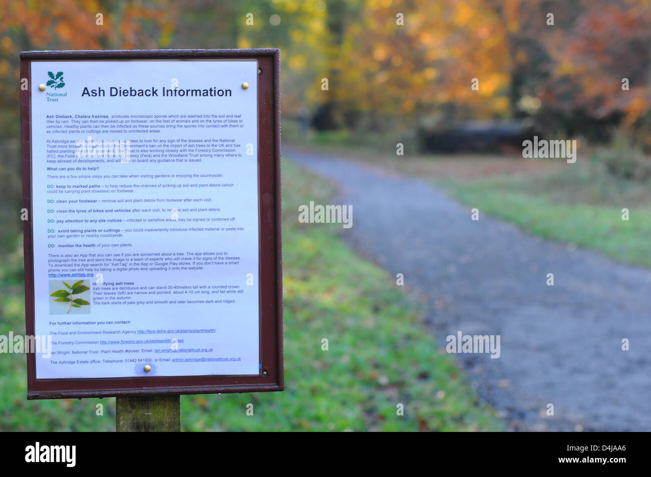 Une affiche dans la forêt de Ashridge conseiller les visiteurs sur Chalarose du frêne de la maladie. Banque D'Images