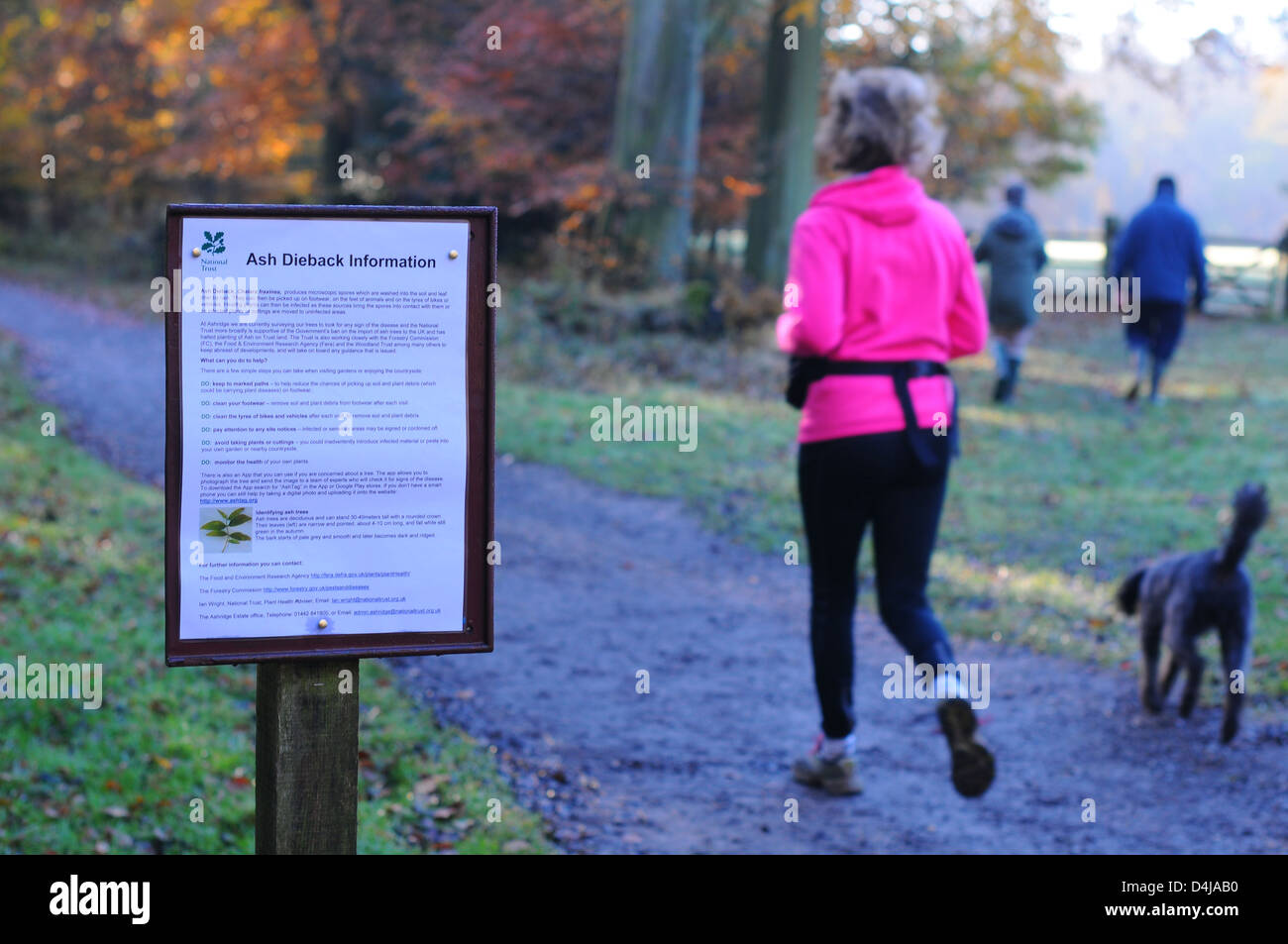 Une affiche dans la forêt de Ashridge conseiller les visiteurs sur Chalarose du frêne de la maladie. Banque D'Images