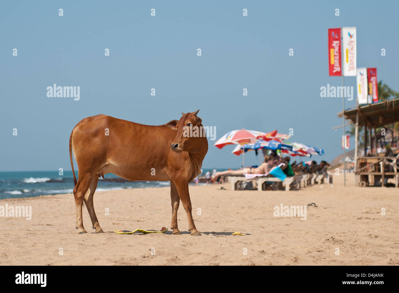 Vache brune se tenait sur une plage de Goa, Anjuna Banque D'Images