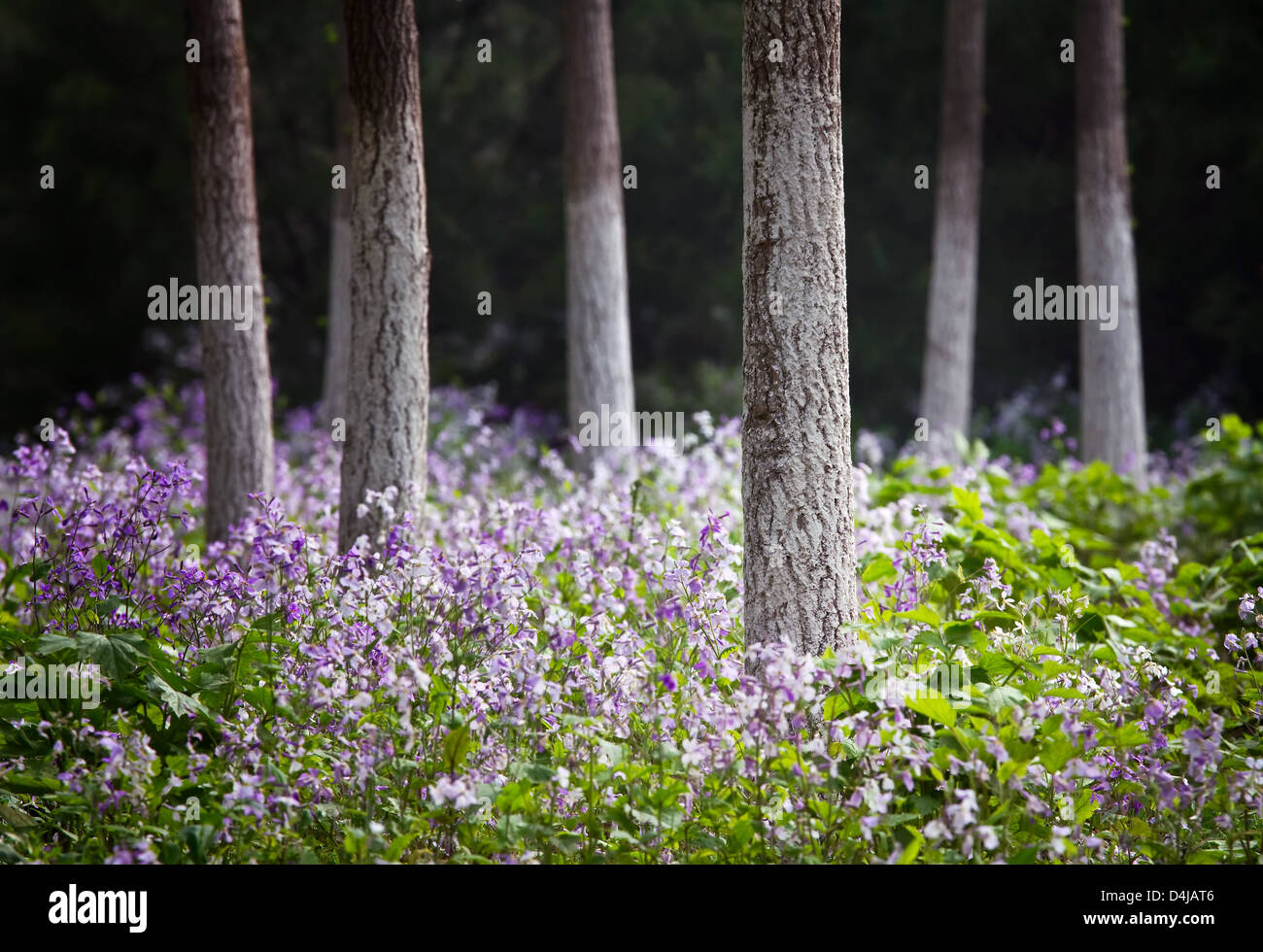 Photo de paysage de forêt au printemps Banque D'Images