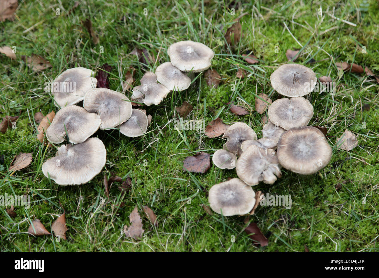 C'est une photo de quelques champignons dans un jardin sur l'herbe verte. Il y a 16 Les champignons. Il y a peut-être un cadeau empoisonné Banque D'Images