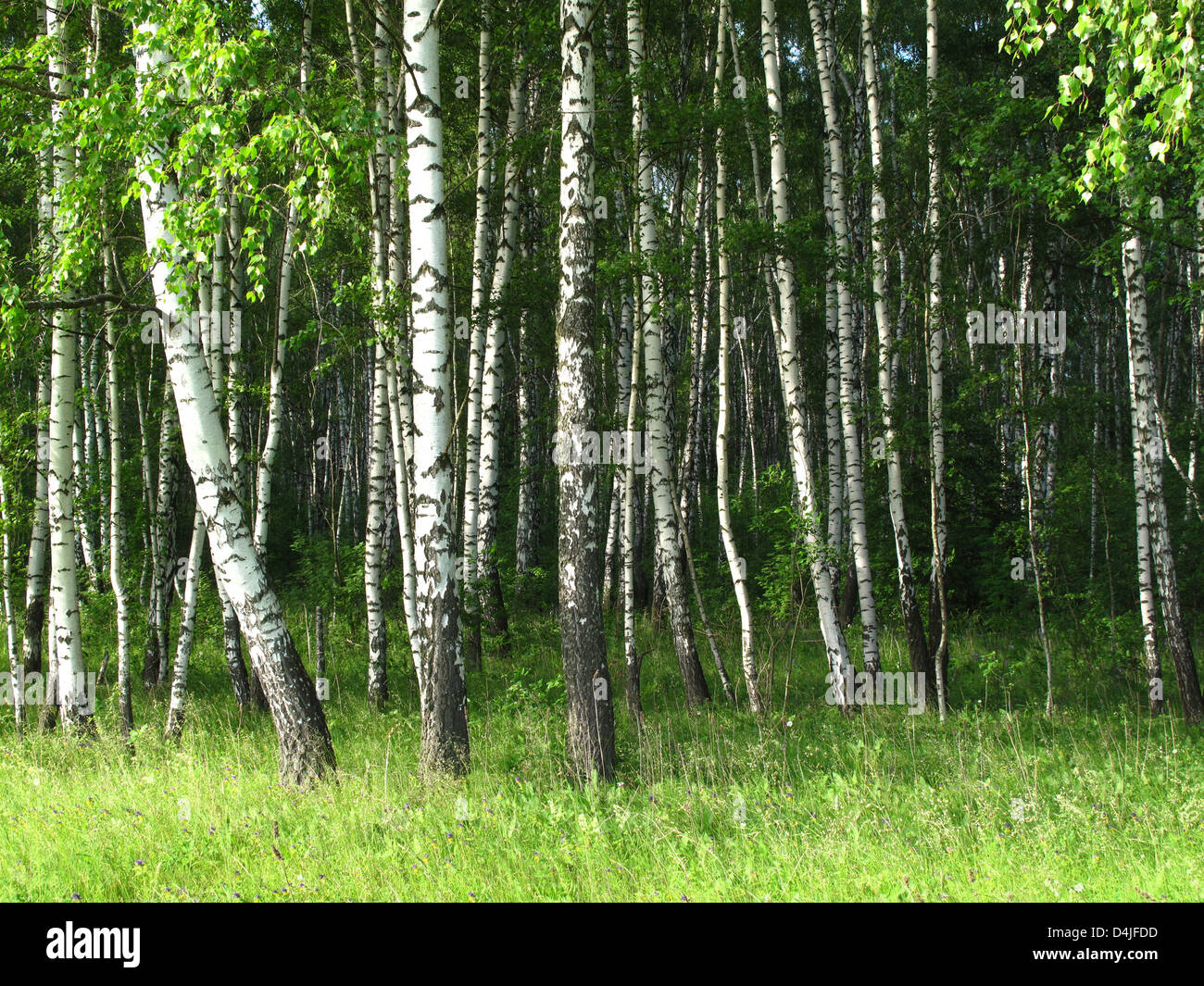 Les bouleaux dans une forêt d'été Banque D'Images