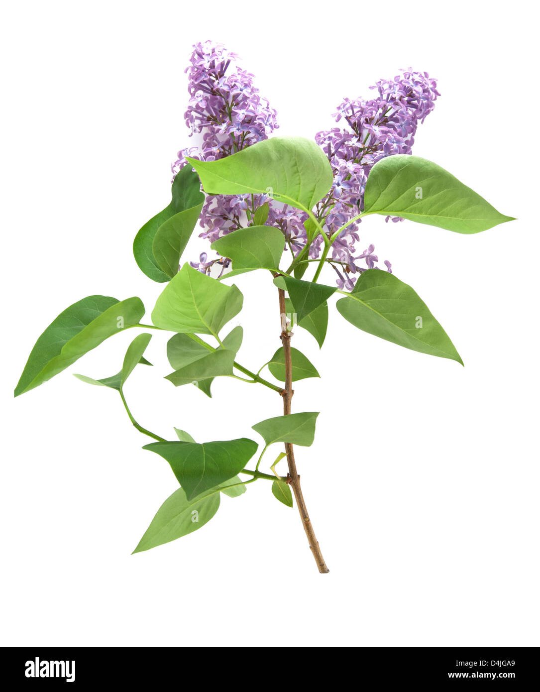Branch lilac est isolé sur fond blanc Banque D'Images