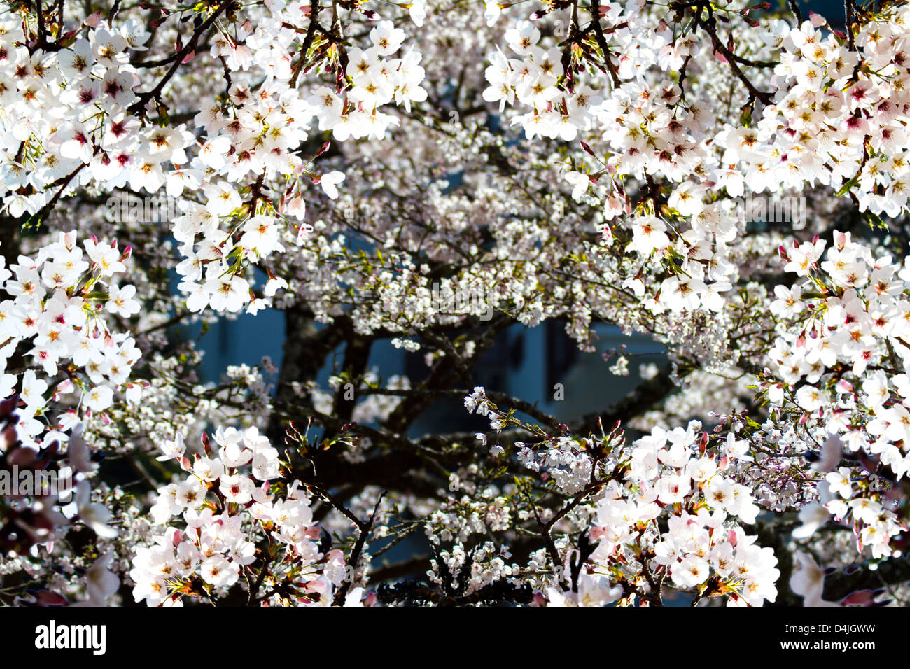 Sakura, paysage, fleur, mai, jardin, piscine, brouillard, arbre, épanouissement, pré, arch, parc, rose, vert, printemps, pelouse, ligne, s Banque D'Images