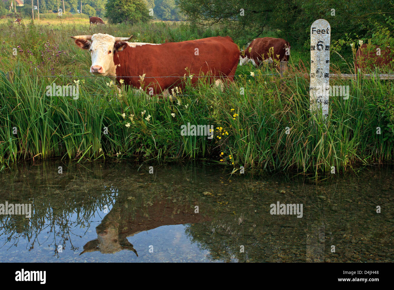 Vache Hereford cornu dans un champ à côté d'une rivière avec un marqueur de profondeur, c'est reflet dans l'eau calme. Banque D'Images