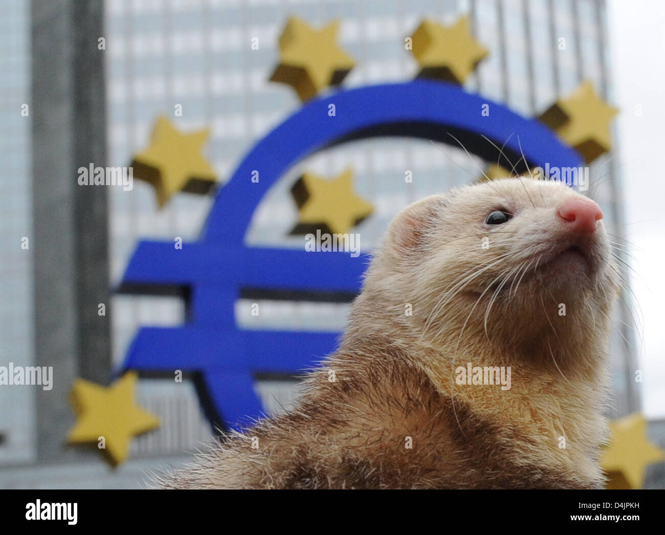 Ferret ?Hanni ? Attend pour chasser les lapins près de la Banque centrale européenne (BCE) à Francfort, Allemagne, 10 février 2009. En raison de l'absence d'ennemis naturels, les lapins sont devenus un fléau dans les centres-villes des grandes villes et de causer des dommages-intérêts. Les lapins sont capturés vivants et tué par la suite. Photo : Boris Roessler Banque D'Images