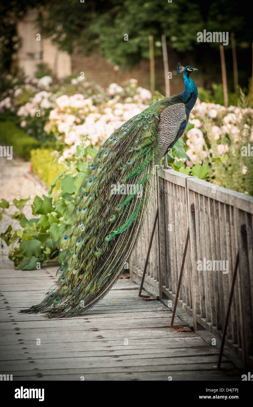 Peacock assis sur clôture en bois Banque D'Images