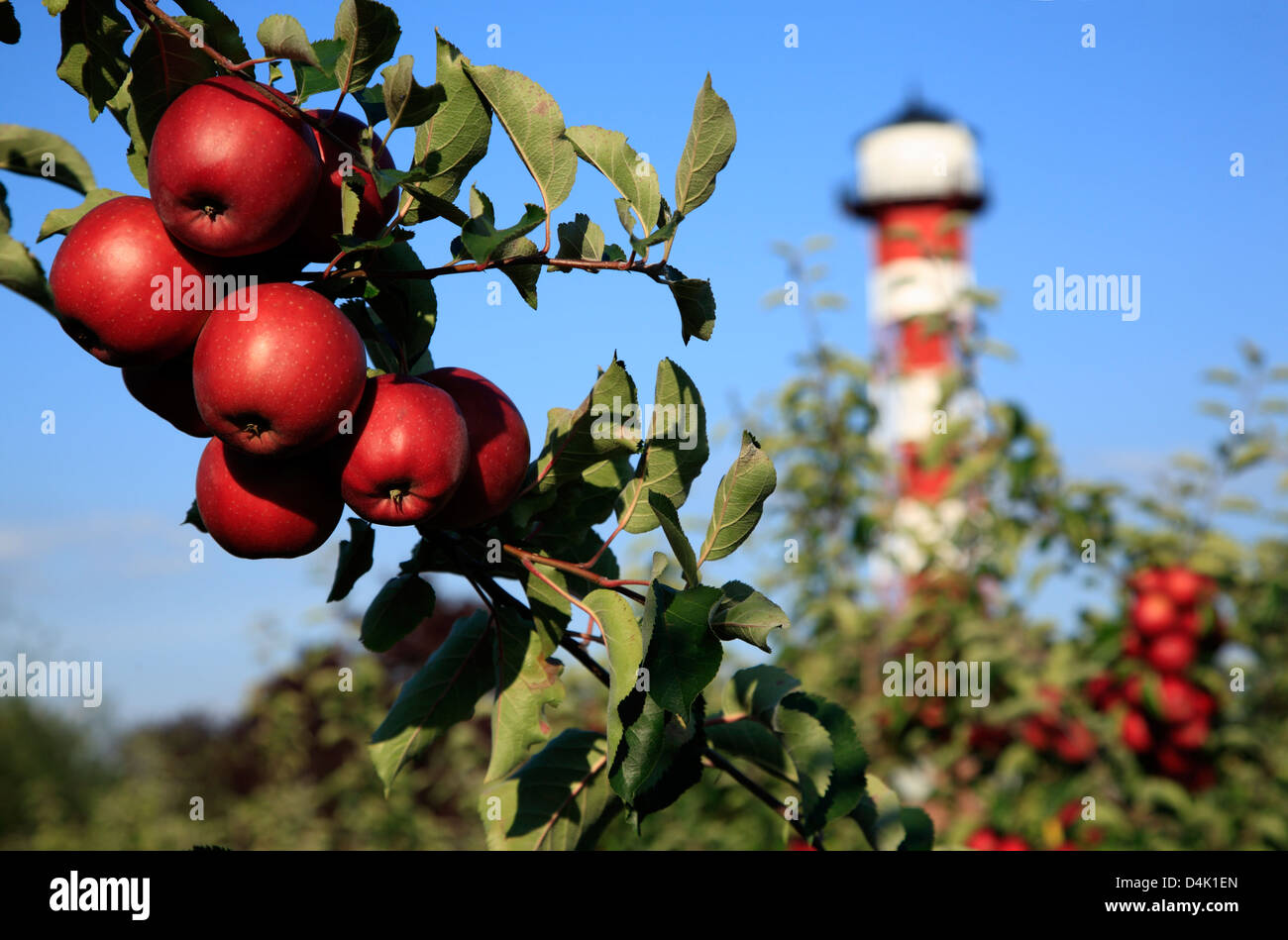 Altes Land, platation Gruenendeich, apple et le vieux phare à elbe, Basse-Saxe, Allemagne Banque D'Images