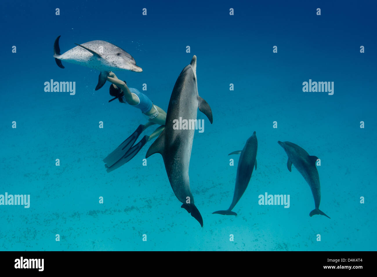 Snorkeler nager avec les dauphins Banque D'Images