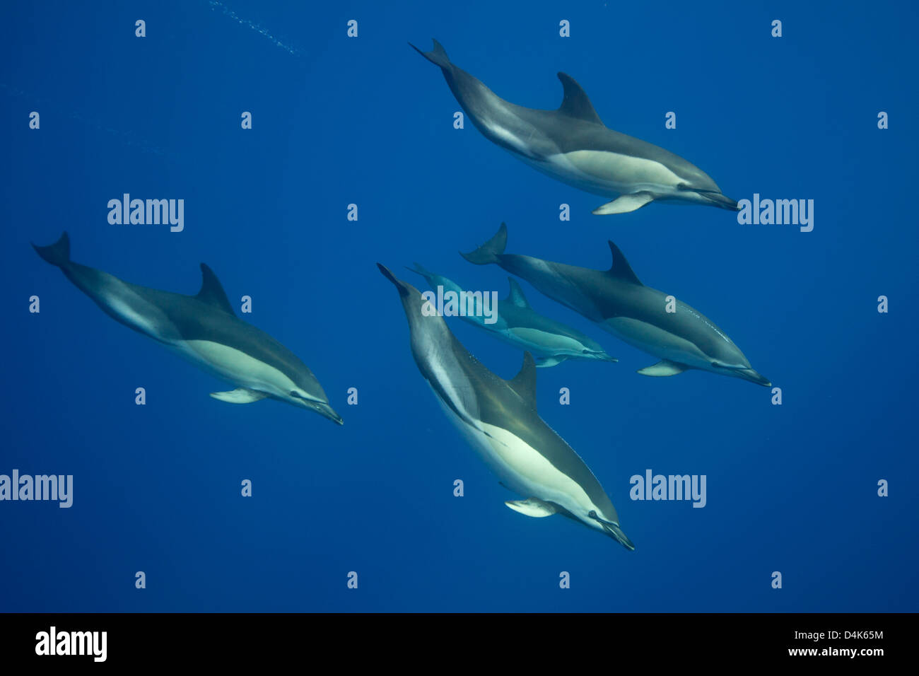 Les dauphins nager dans l'eau tropicale Banque D'Images