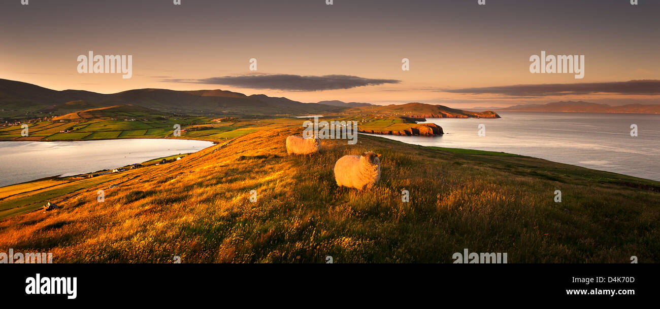 Des moutons paissant dans paysage rural Banque D'Images