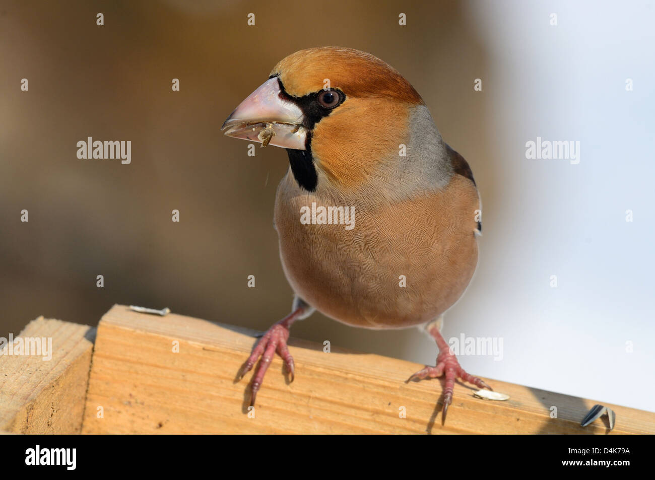 Kernbeißer (Coccothraustes coccothraustes Hawfinch) • Ostalbkreis, Bade-Wurtemberg, Allemagne Banque D'Images
