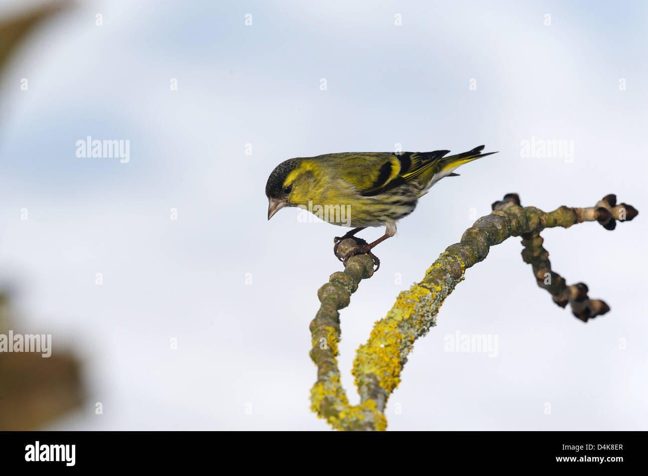 Erlenzeisig (Carduelis spinus) Spruce Siskin • Ostalbkreis, Bade-Wurtemberg, Allemagne Banque D'Images