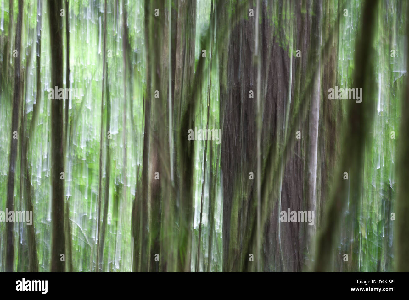 Abstract cloudforest dans parc national La Amistad, Chiriqui province, République du Panama. Banque D'Images