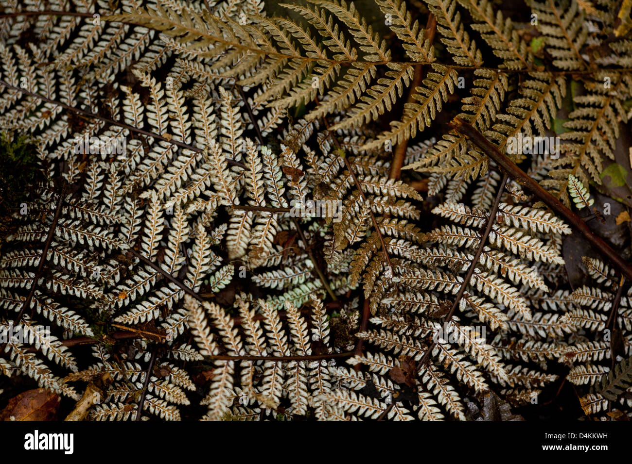 Feuille de fougère des structures sur l'cloudforest marbre en parc national La Amistad, province de Panama, République du Panama. Banque D'Images