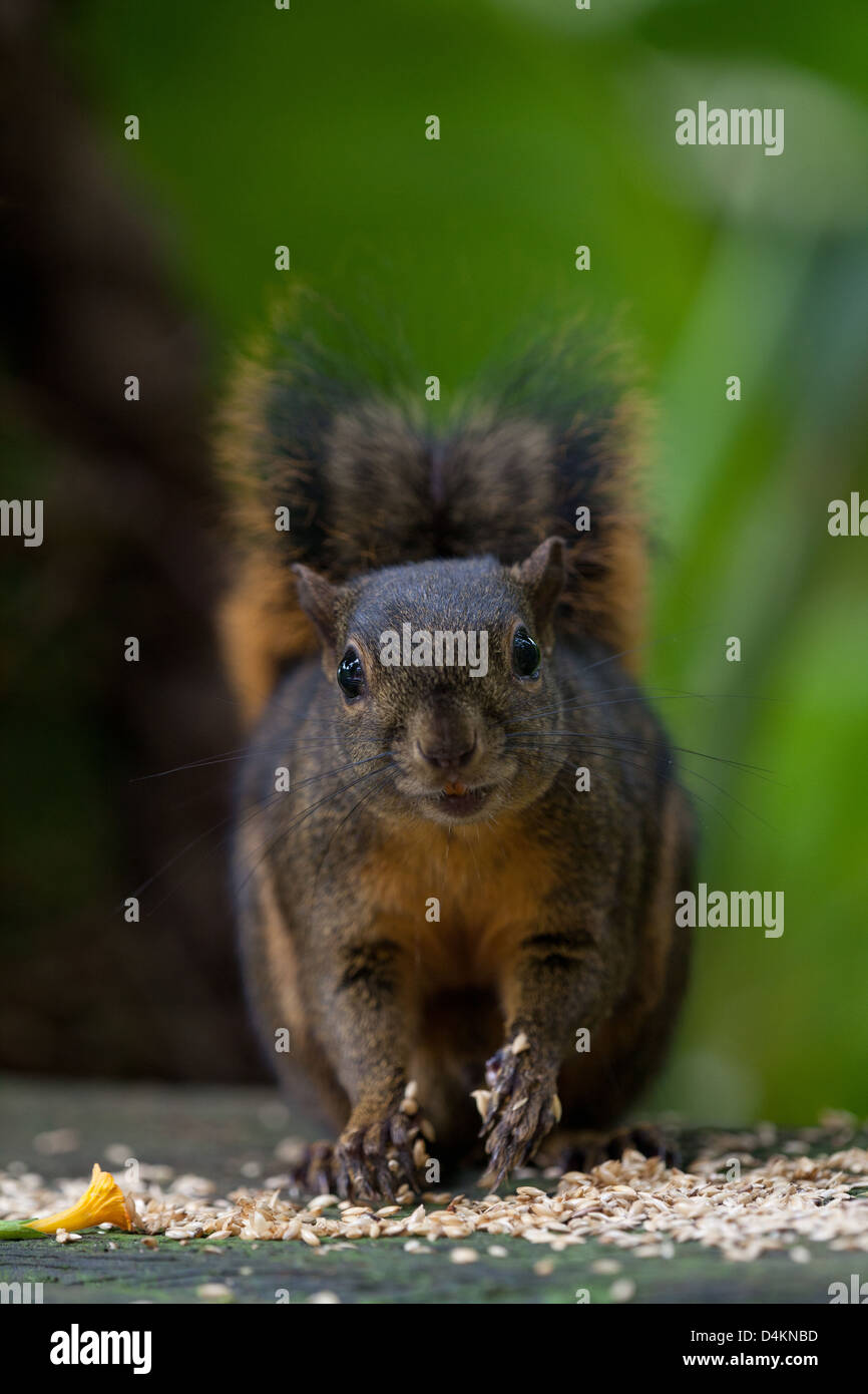 Squirre montagnard, Syntheosciurus brochus, près du Lodge Los Quetzales, parc national de la Amistad, province de Chiriqui, République du Panama. Banque D'Images