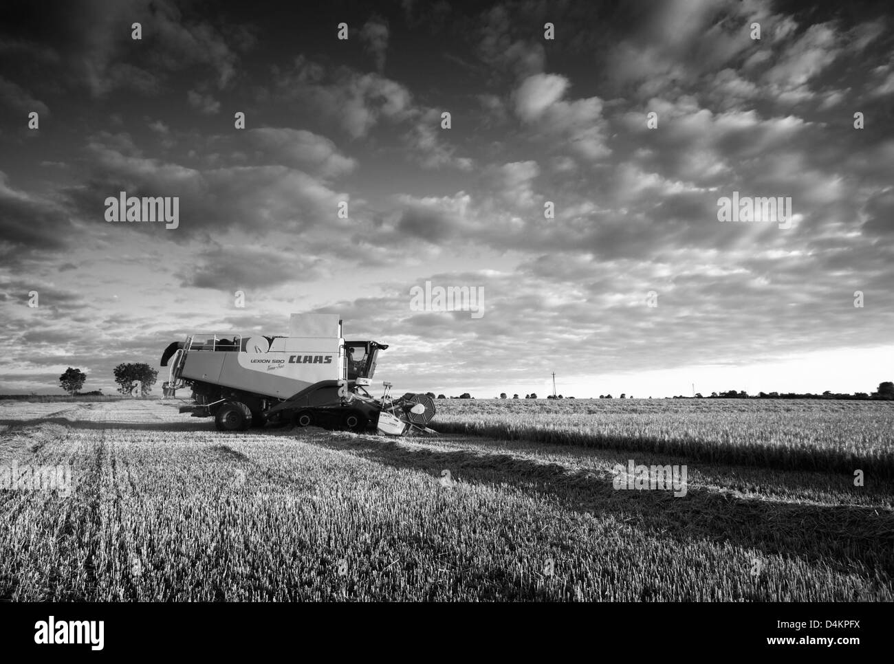 Moissonneuse-batteuse Claas la récolte d'orge à Norfolk UK Banque D'Images