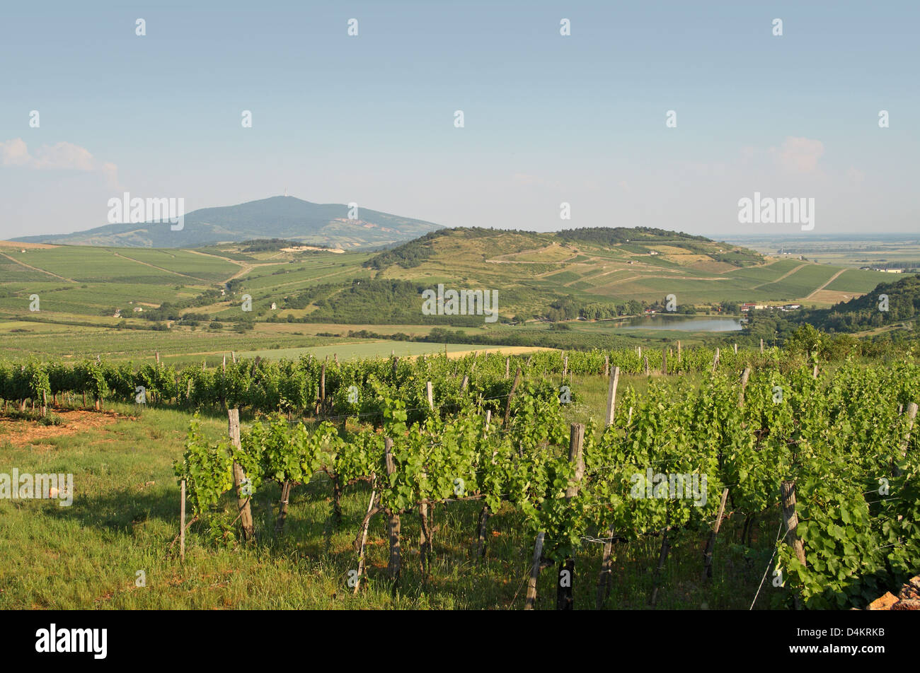 Vignes près du village de Mad, montagnes Zemplén, nord est de la Hongrie. Région viticole de Tokaj. Banque D'Images