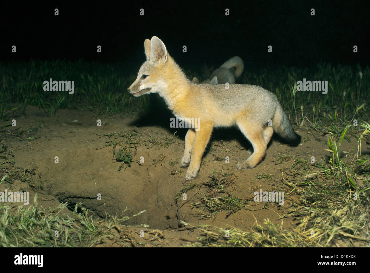 Kit de San Joaquin de renards (Vulpes macrotis mutica) en voie de disparition, Carrizo Plain NM, en Californie Banque D'Images