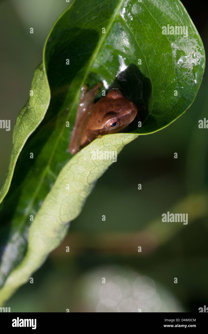 Frog on leaf à Cienaga las Macanas nature reserve, Herrera province, République du Panama. Banque D'Images