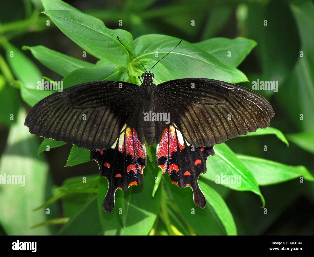 Papilio machaon, tropical Banque D'Images