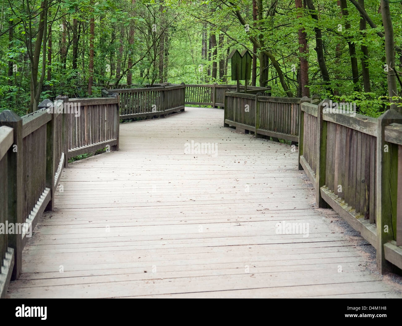 Debout sur un grand pont en bois d'une forêt au printemps Banque D'Images