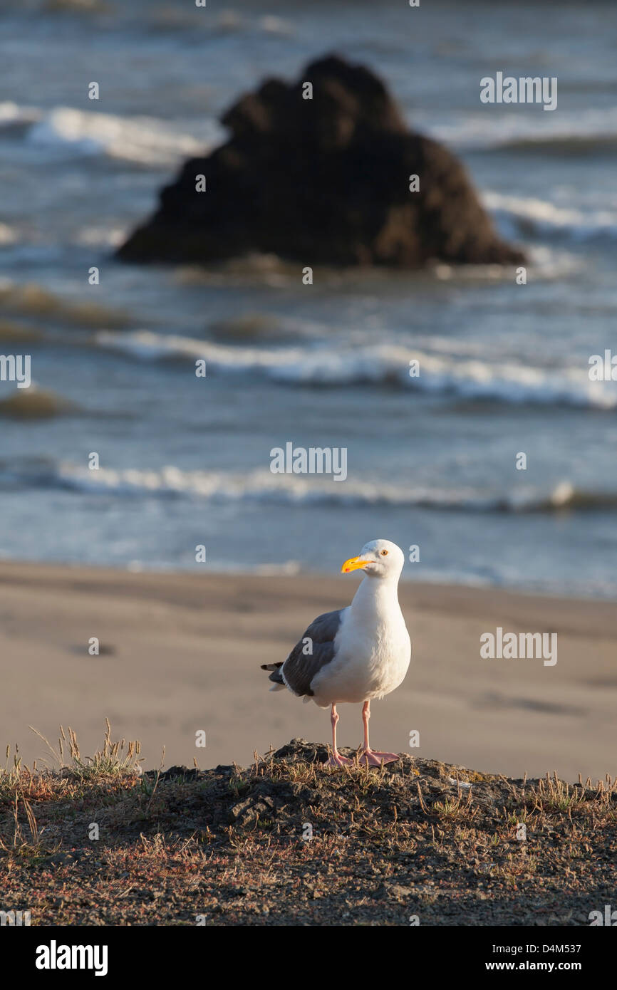 Une Mouette sur la plage de Brookings, Oregon, USA Banque D'Images
