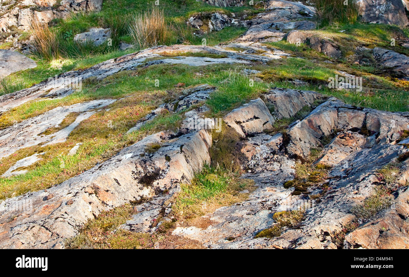 Rocher avec coloniesed avec de l'herbe, des lichens et mousses Cwn y Llançà, l'Watkin, chemin du Parc National de Snowdonia Gwynedd au Pays de Galles Banque D'Images