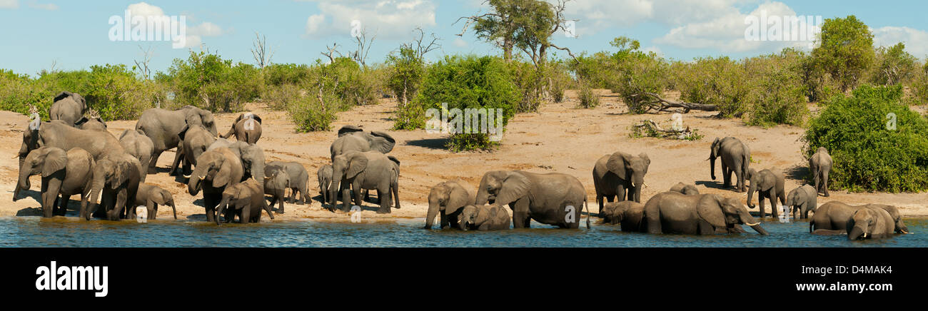 Les éléphants de boire à la rivière Chobe, Panorama, Chobe National Park, Botswana Banque D'Images