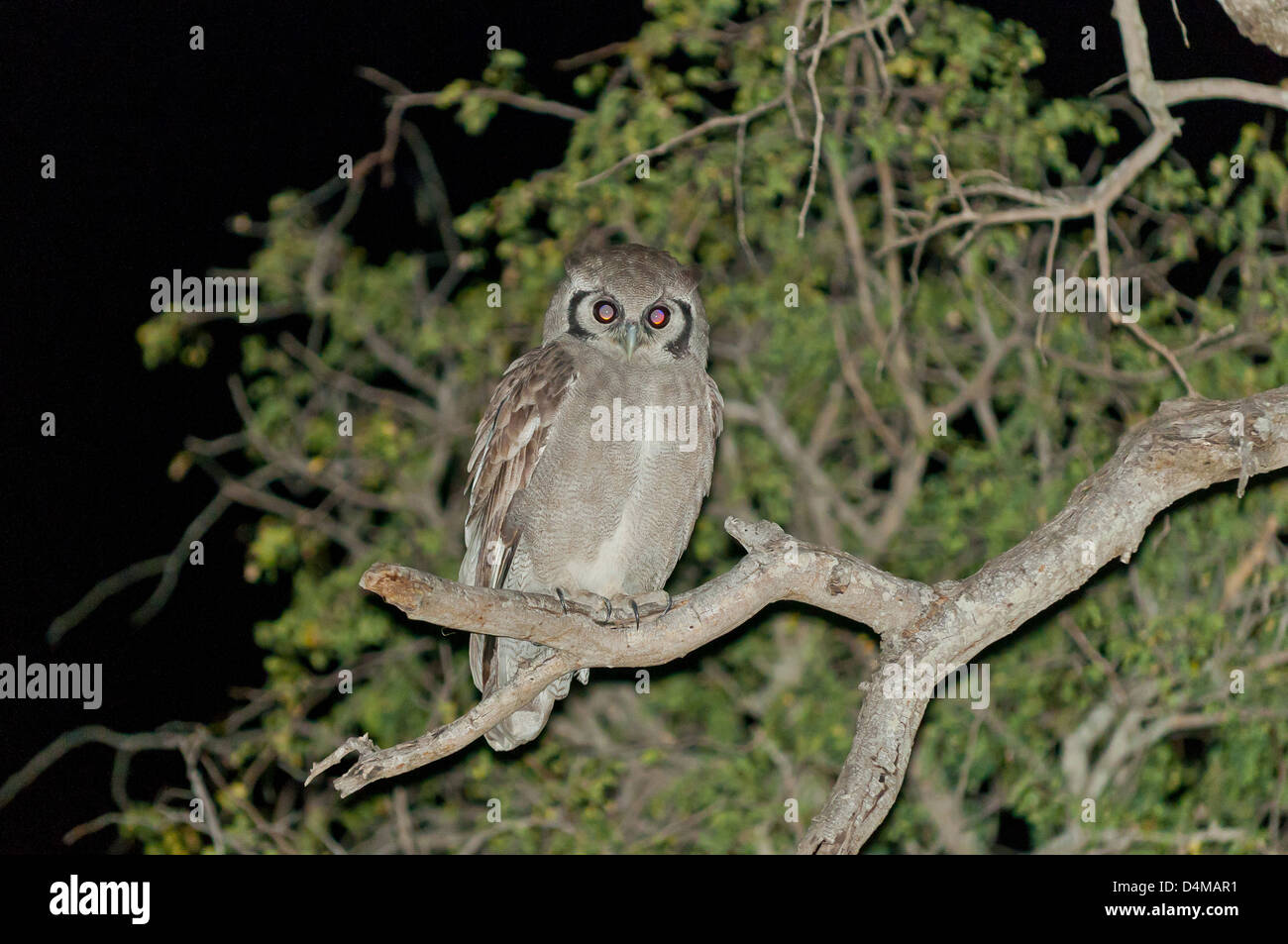 Giant Eagle Owl de nuit dans la réserve naturelle privée Klaserie, Afrique du Sud Banque D'Images