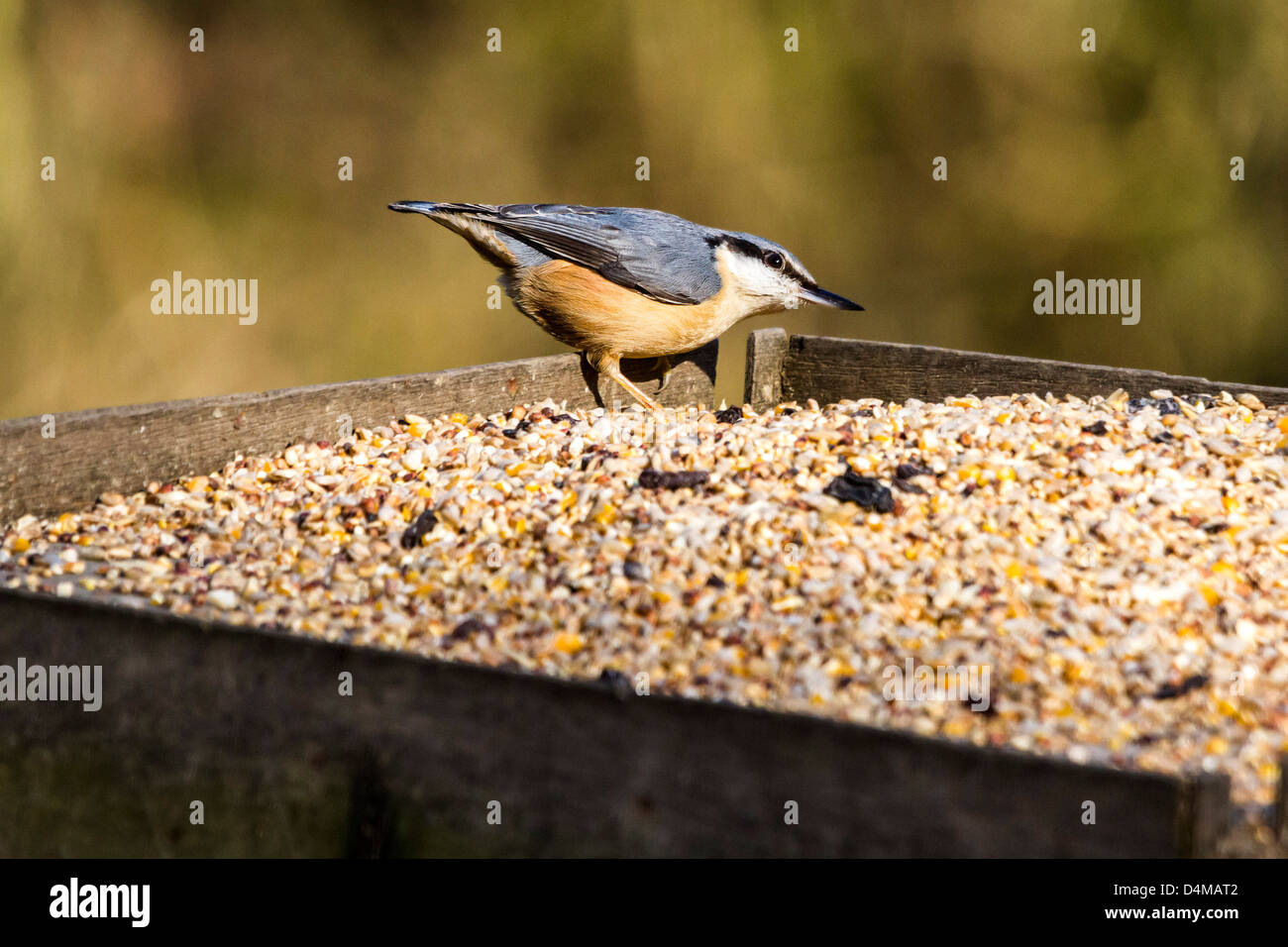 Willow warbler dans le bac d'alimentation Banque D'Images