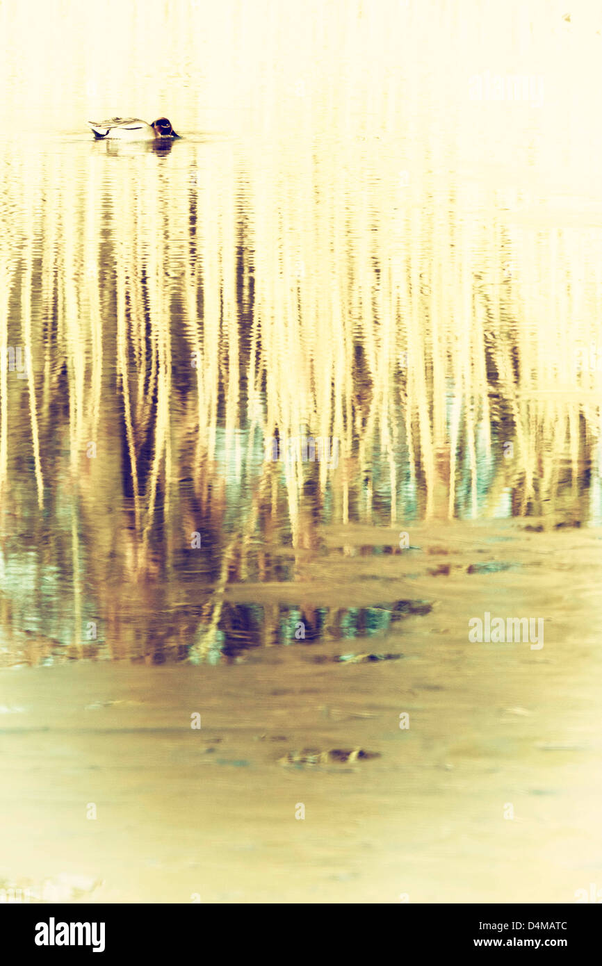 Canard sur un lac glacé avec reflet de roseaux jaune en arrière-plan Banque D'Images
