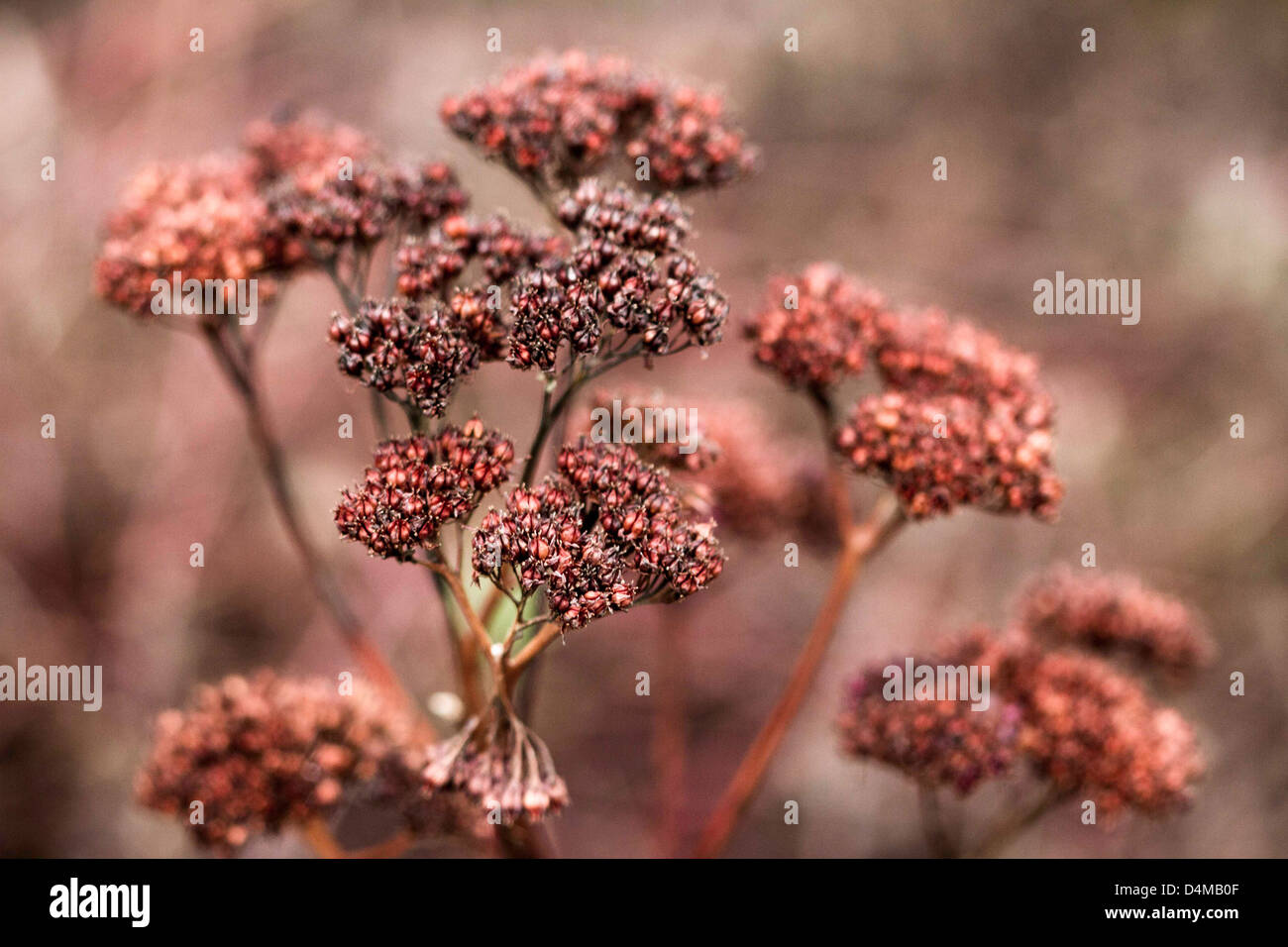 Les graines de couleur orange-chefs Banque D'Images