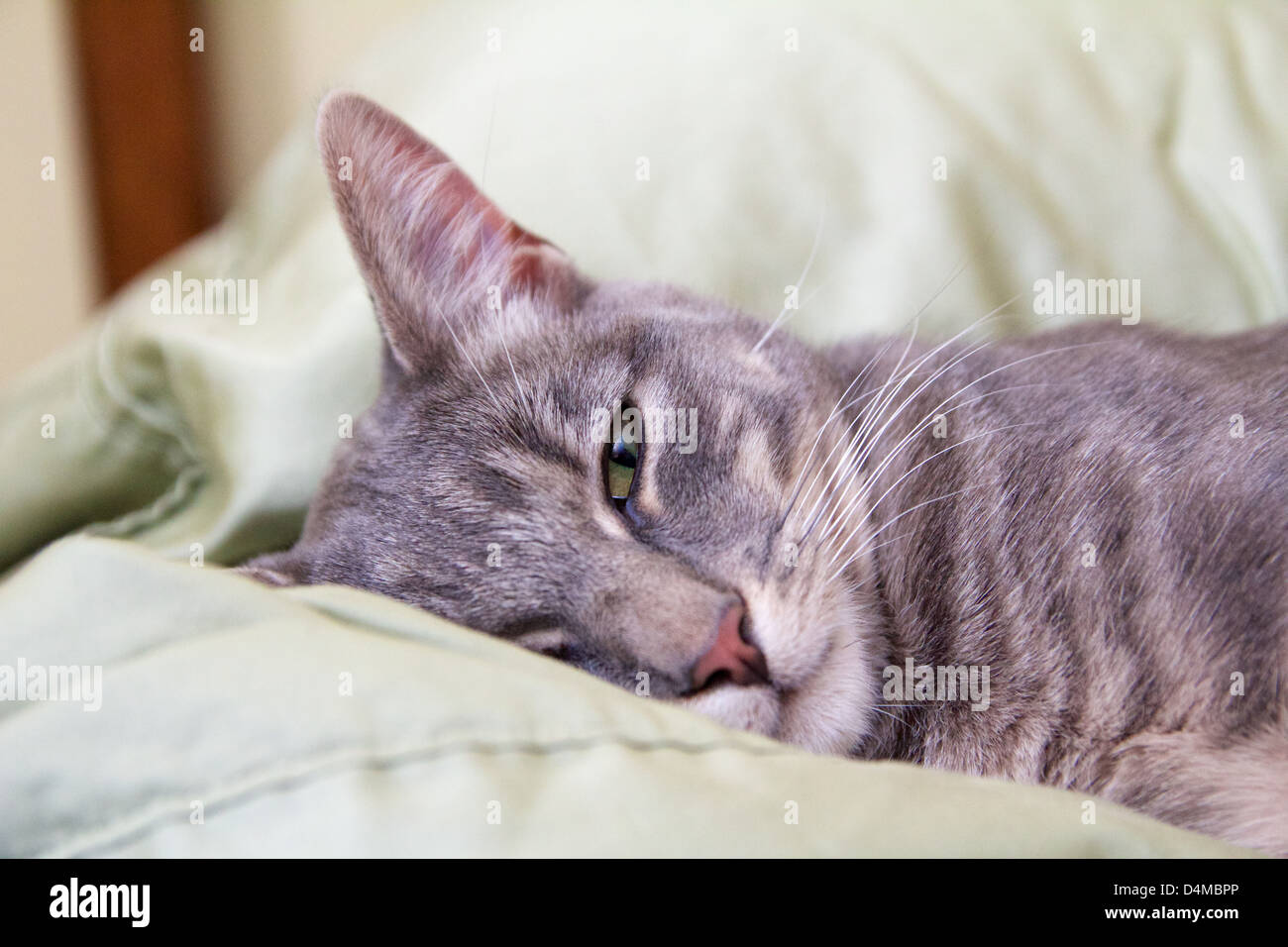 Dix mois chat tigré gris sieste sur l'oreiller. Banque D'Images