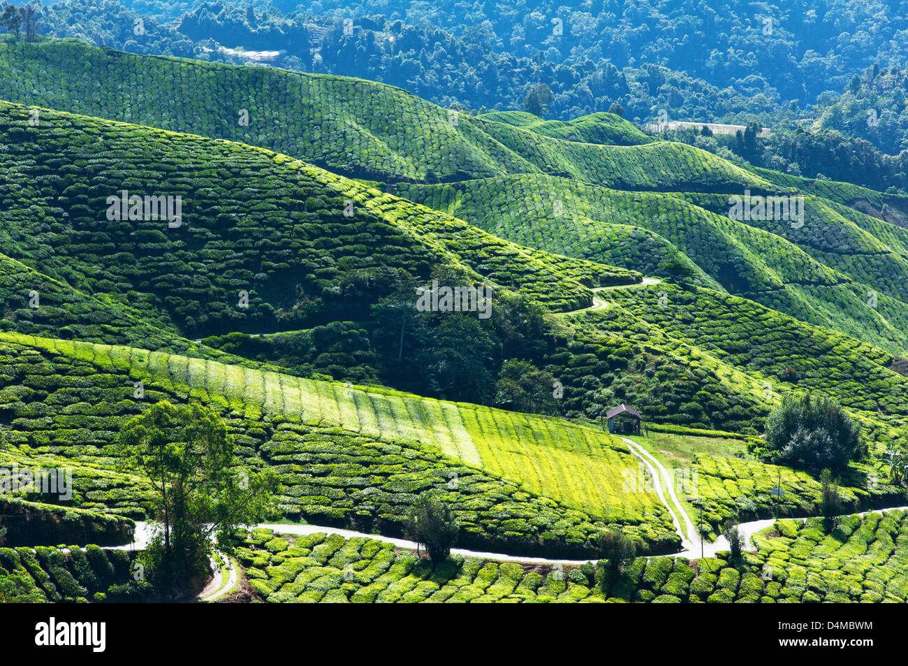 Maison de ferme au milieu des plantations de thé vert, route sinueuse et collines Banque D'Images