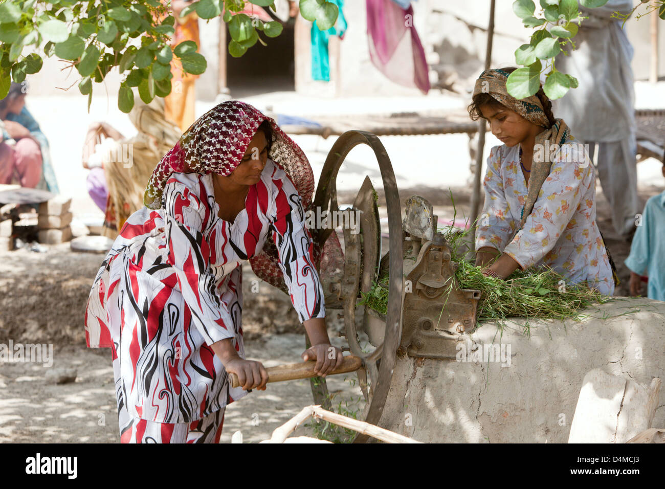 Mumgani Basti, Pakistan, les femmes couper du fourrage vert Banque D'Images