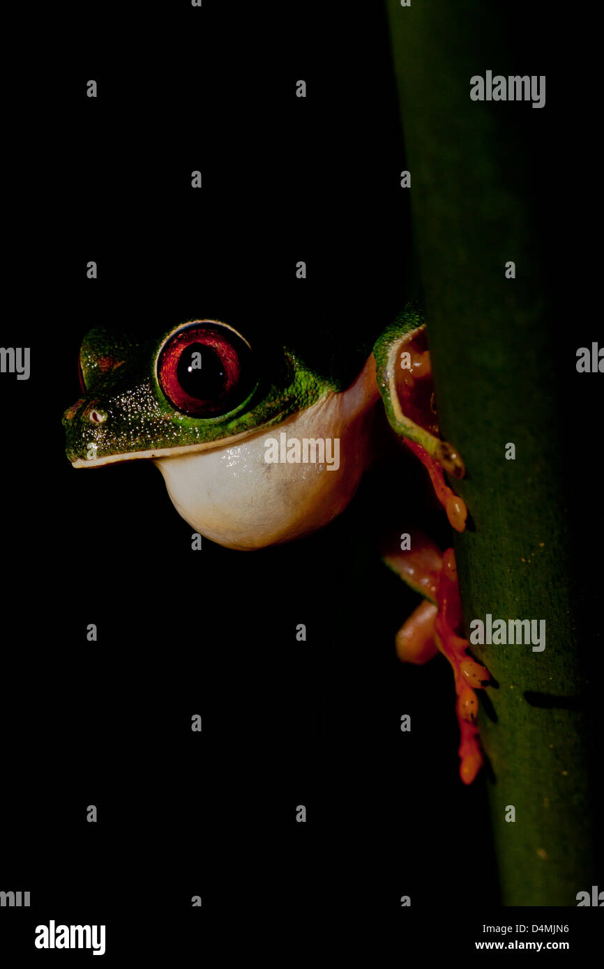 Red-eyed tree frog agalychnis callidryas Banque D'Images
