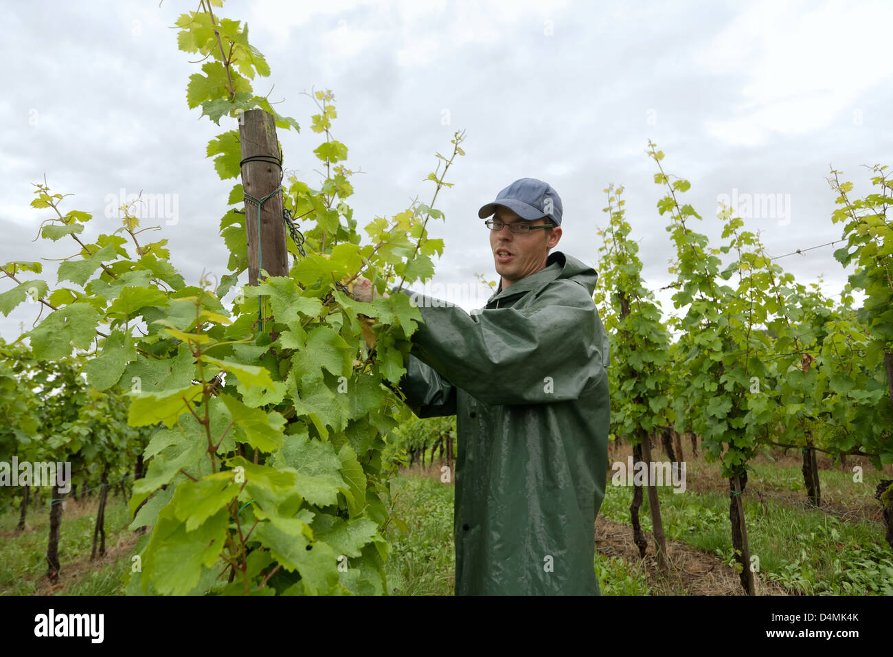 Remerschen, Grand-duché de Luxembourg, les travailleurs agricoles dans le vignoble Banque D'Images